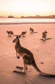Seven Of The Best Active Family Holidays In Queensland Australian Animals Animals Kangaroo