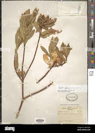 Image result for Gnidia glauca