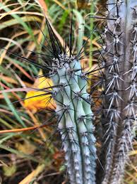 Image result for Pycreus aethiops