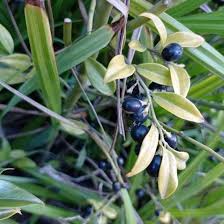 Image result for Jasminum nudiflorum