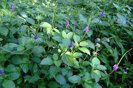 Pecut kuda (l.) vahl milik keluarga verbenaceae dan umumnya dikenal sebagai gervao, teh brasil, verbena cimarrona, simpatisan sisir, atau biru porter gulma. Ini Dia Tanaman Pecut Kuda Yang Berkhasiat Atasi Masalah Tenggorokan Rumah123 Com