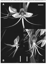 Image result for Platycoryne affinis