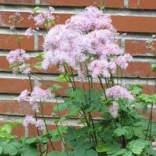 How many photos are available for this home? Thalictrum Aquilegifolium Meadow Rue Sugar Creek Gardens