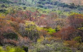 Image result for Albizia petersiana