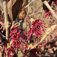Image result for Hamamelis mollisi