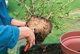 When transferring, gently remove the plant and loosen the soil of the root ball, clipping out any black or rotting roots. How To Repot Container Plants Finegardening