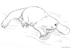 How To Draw A Platypus Step By Step Drawing Tutorials Drawing Tutorial Coloring Pages Pencil Drawings Of Animals