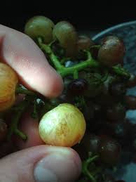 A Bunch Of My Grapes Have These Small Brown Spots All Over Them. I'Ve Never  Seen This Before. What Is It And Is It Okay To Eat Them? : R/Tipofmyfork