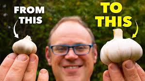 Growing Garlic with Farmer Fred of Thaxton's Organic