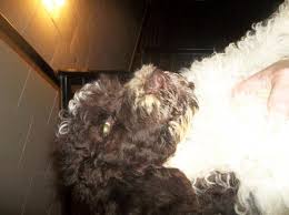 Carmen battaglia bio sensor program on our standard poodle puppies. Akc Standard Poodle Puppy Parti Pet Price Full Akc For Sale In Aurora Indiana Classified Americanlisted Com