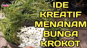 Cara menanam bunga krokot | pernah mendengar tumbuhan bernama bunga krokot? Ide Kreatif Menanam Bunga Krokot Youtube