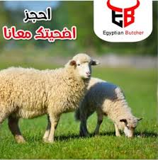 We did not find results for: ØªØ­Ù„Ùˆ Ù…Ø¹Ù‡ ØªÙƒØ¨ÙŠØ±Ø§Øª Ø¹ÙŠØ¯ Ø§Ù„Ø£Ø¶Ø­Ù‰ ØªØ¹Ø±Ù Ø¹Ù„Ù‰ Ù…ÙˆØ§ØµÙØ§Øª Ø®Ø±ÙˆÙ Ø§Ù„Ø¨Ø±Ù‚ÙŠ ÙˆØ´Ø±Ø§Ø¦Ù‡ Ù…Ù† Ø§Ù„Ø´Ø±ÙƒØ© Ø§Ù„ÙˆØ·Ù†ÙŠØ© Ø­ØµÙ„ Ø¥ÙŠÙ‡