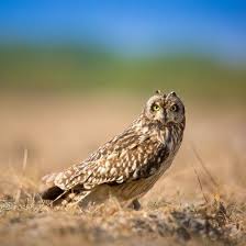 Birding Trip Report Short Eared Owl At Kenilworth Warwickshire 21 10 18 Short Eared Owl Owl Owl Species