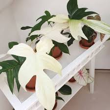Maybe you would like to learn more about one of these? Jual Tanaman Hias Philodendron Florida Ghost Tanaman Unik Dan Langka Tanaman Hias Shopee Indonesia