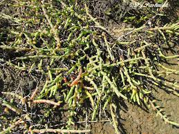 Image result for Halosarcia indica