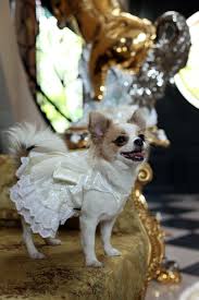 Oder du bist auf eine hochzeit eingeladen. Doggydolly Hundemode Fur Mops Und Chihuahua