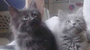 1.5 year old male cat. Chantilly Tiffany Price Personality Lifespan