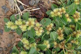 Image result for Alternanthera pungens