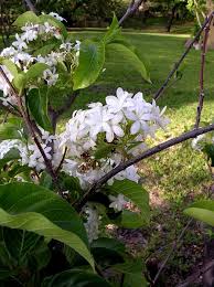 Image result for Holarrhena