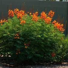 Tropical Bird Of Paradise Arizona Caesalpinia Pulcherrima Red Bird Of Paradise Birds Of Paradise Plant Southwest Landscaping Paradise Plant