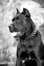 Smart, trainable, and of noble bearing, the assertive and confident cane corso is a peerless protector. Black Dog On The Background Of A Concrete Wall Breed Cane Corso Stock Photo Picture And Royalty Free Image Image 63724826