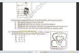 Badan standar nasional pendidikan (bsnp) secara resmi sudah tidak lagi menerbitkan prosedur operasional standar (pos) ujian. Soal Try Out Ujian Sekolah Sd Mapel Ipa Tahun 2020 Sekolahdasar Net