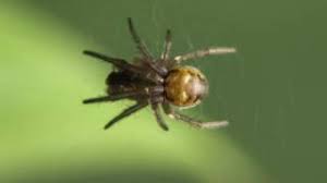 We take pride in making your home a more comfortable place to live by providing professional extermination, animal removal, and renovation services at a fair. Bug Busters Do It Yourself