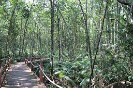 Malaysia is home to a number of breathtaking and peaceful resorts. Matang Mangrove Forest Reserve Mamaforest Project