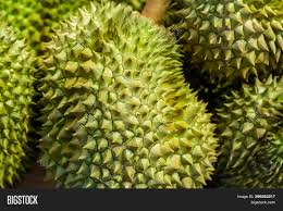 The jackfruit is the largest edible tree fruit in the world. Big Green Spiny Fruit Image Photo Free Trial Bigstock