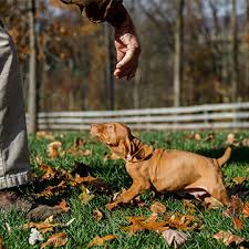 Find local vizsla puppies for sale and dogs for adoption near you. Meadow Puppies