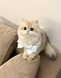 Image result for adorable cat