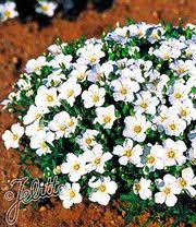 Bergsandblume Bodendecker Stauden Pflanzen Bodendecker Winterhart