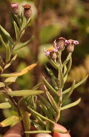Image result for Athrixia phylicoides