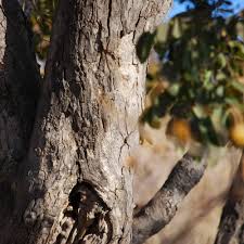 Image result for Pseudolachnostylis maprouneifolia