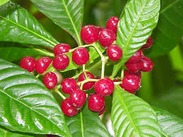 Image result for Psychotria vogeliana