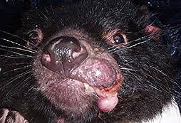 Moments in a tasmanian devil's life. Hopes For Tasmanian Devil Deadly Facial Tumour Disease Cure Woolly Days