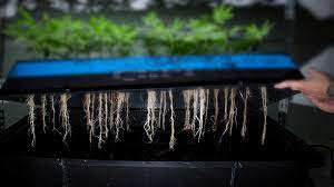 When we think about how to start a hydroponic garden we don't think about all these things, but they are definitely essential in getting started. How To Start Indoor Growing Hydroponics For Beginners