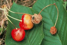 Monilinia Laxa cherry ile ilgili gÃ¶rsel sonucu