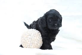 As your puppy develops from birth to maturity, his body and brain go through a lot of changes. Puppy Stages And Development