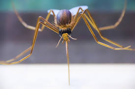 We work to create and maximize opportunities for exporting; About Us Alabama Vector Management Society