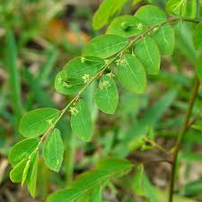 Image result for Phyllanthus tenellus