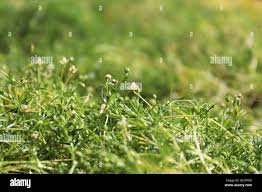 Image result for Sagina abyssinica