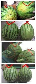 How To Pick The Best Watermelon Good To Know Watermelon Food Hacks Food Info