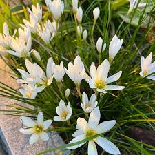 Image result for Zephyranthes candida