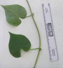 Image result for Ipomoea venosa