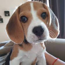 Check spelling or type a new query. Beagle Puppies For Sale York Pa Buy Cheap Beagle Puppies Facebook