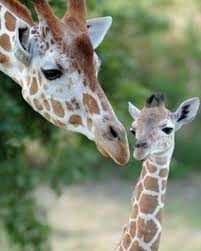 Feed Bebe Animaux 12 Feed Wallpaper Wallpapers Bebe Bebeanimaux Baby Animals Lioncaux Lion Tigre Bebetigre Bb G Giraffe Baby Animals Baby Giraffe