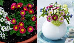 # akıllı sıralama tarihe göre (önce en yeni) tarihe göre (önce en eski) okunma sayısına göre (önce en fazla) okunma sayısına göre (önce en az). Seker Tabagi Cicegi Nedir Seker Tabagi Cicegine Nasil Bakilir Pratik Bilgiler Haberleri