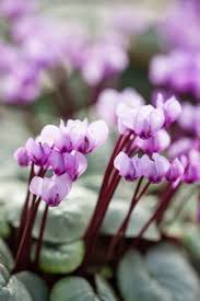 There are numerous flowers that bloom in may. 15 Best Plants That Bloom In Winter Flowers That Develop In The Cold