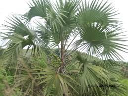 Image result for Eremospatha haullevilleana